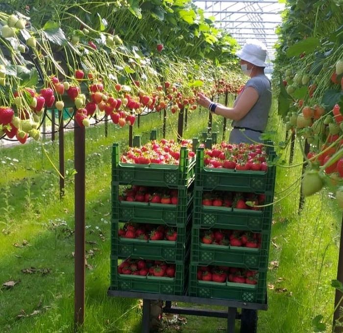 Суницю також вирощують у парниках